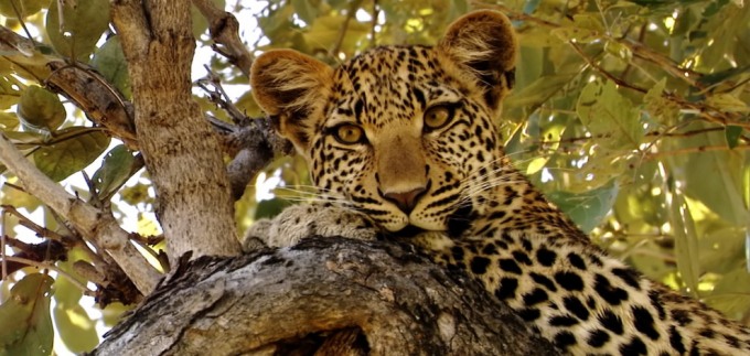 National Geographic Wild obilježava Mjesec velikih mačaka